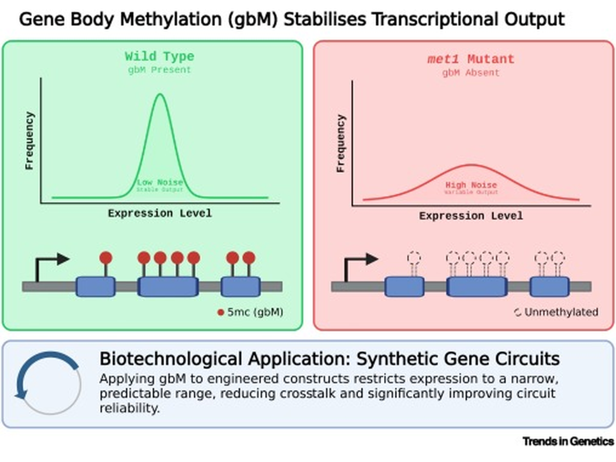 Figure 1 of the paper